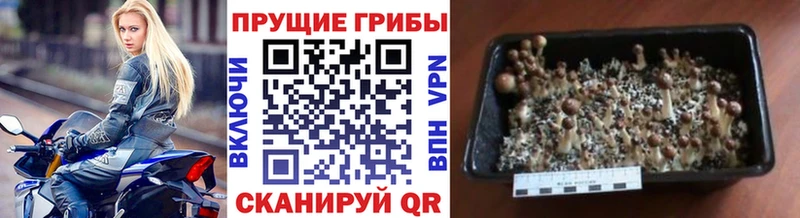 Псилоцибиновые грибы ЛСД  Купить  Азнакаево 